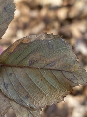 Phragmidium violaceum