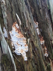 Neoantrodia serialis