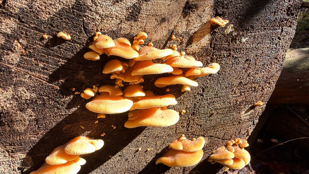 Phyllotopsis nidulans · October 2025 · photo: © ryan_goodman (iNaturalist, cc-by)