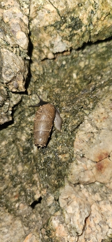 Rumina decollata