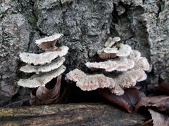 Schizophyllum commune