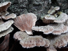 Schizophyllum commune