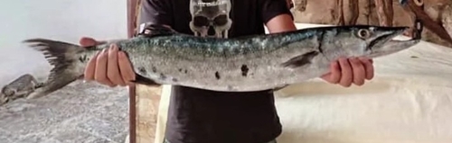 Great barracuda (Sphyraena barracuda) — Sphyraenidae — 4