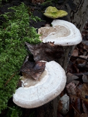 Trametes gibbosa