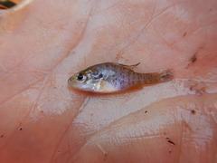 Lepomis humilis