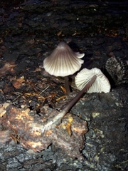 Mycena rubromarginata