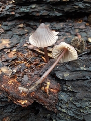 Mycena rubromarginata
