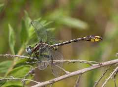 Phanogomphus sandrius