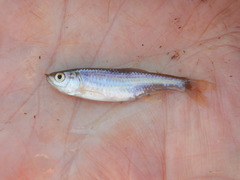 Cyprinella lutrensis