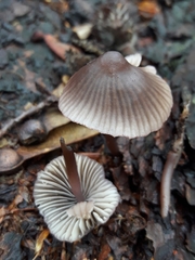 Mycena rubromarginata