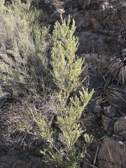 Mortonia scabrella