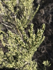 Mortonia scabrella