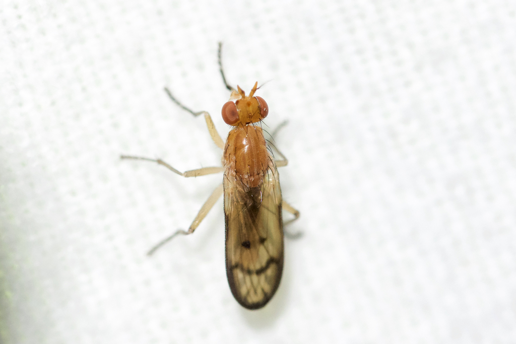 Tetanocera plebeja