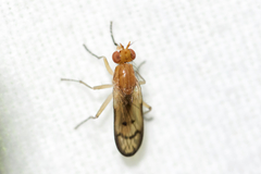 Tetanocera plebeja