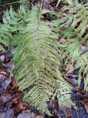 Dryopteris filix-mas