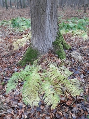 Dryopteris filix-mas