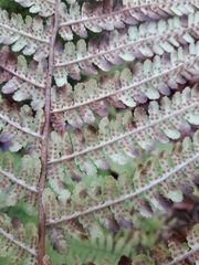 Dryopteris filix-mas