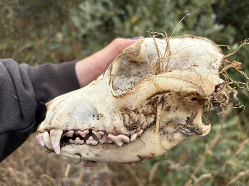 Domestic Dog photographed in Oregon