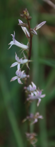 Lanky Baroe (Cyphia phyteuma)