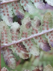 Dryopteris filix-mas