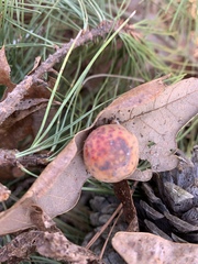 Atrusca quercuscentricola