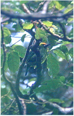 Psilopogon armillaris