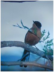 Heterophasia capistrata