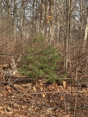 Pinus strobus