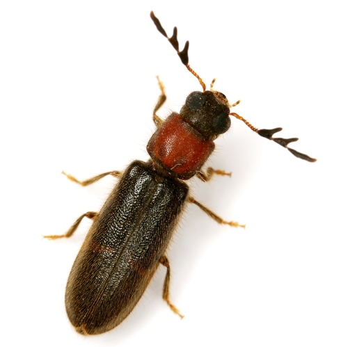 Neorthopleura texana (Bland, 1863)