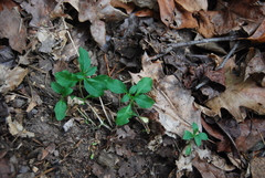Stellaria pubera