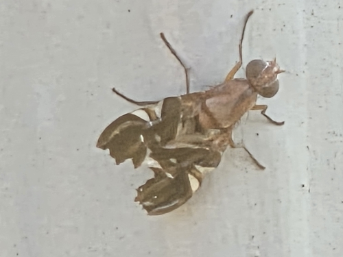Unknown species found near South Dakota Av NE & Franklin St NE, Washington, DC 20018, USA