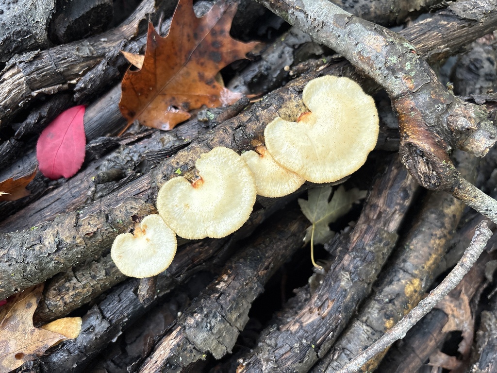 Neofavolus americanus · October 2025 · photo: © underscore1234 (iNaturalist, cc0)