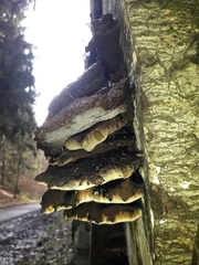 Inonotus cuticularis