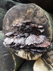 Inonotus cuticularis