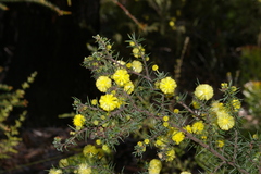 Acacia echinula