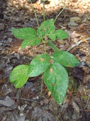Desmodium nuttallii