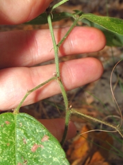 Desmodium nuttallii