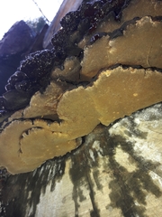 Inonotus cuticularis