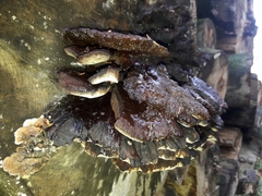 Inonotus cuticularis