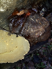 Inonotus cuticularis