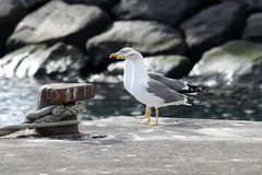 Larus michahellis atlantis