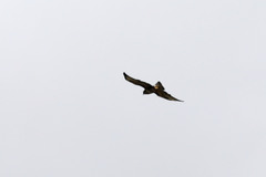 Buteo buteo rothschildi