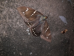 Eupalamides cyparissias