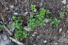 Veronica peduncularis
