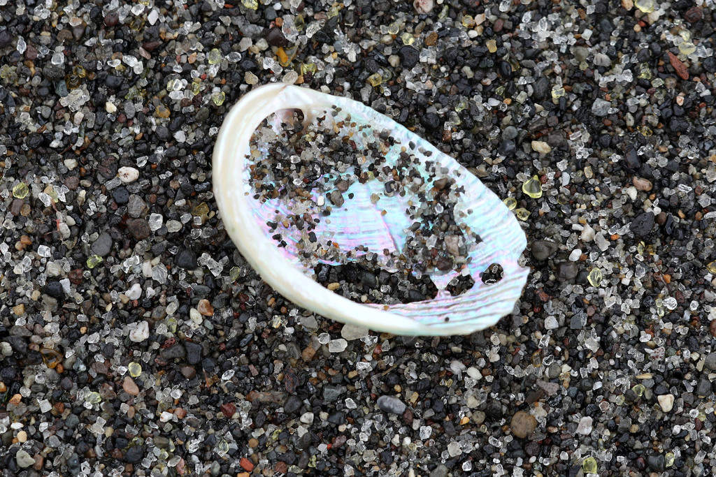 Photo of European abalone (Haliotis tuberculata)