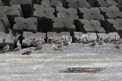 Larus michahellis atlantis