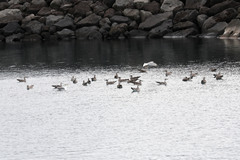 Larus michahellis atlantis