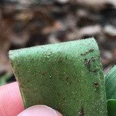 Dichanthelium ravenelii