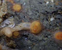 Metandrocarpa taylori