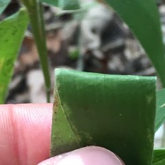 Dichanthelium ravenelii